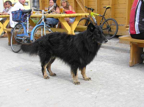 Dog Photo