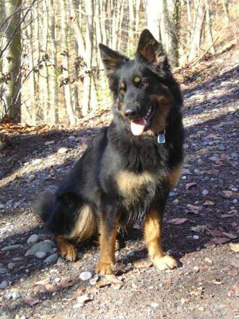 Dog Photo