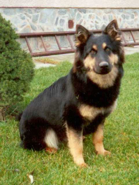 Dog Photo