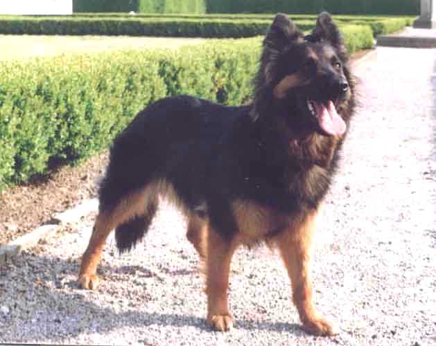 Dog Photo