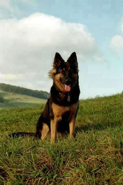 Dog Photo
