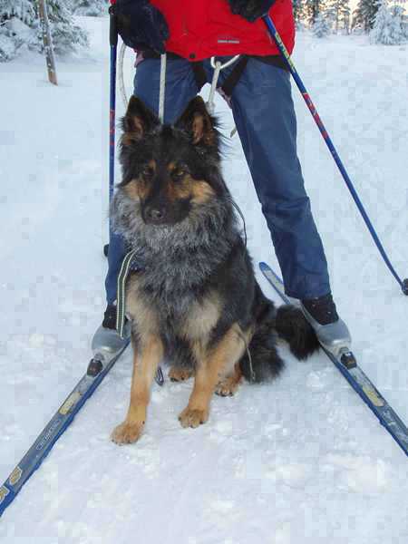 Dog Photo