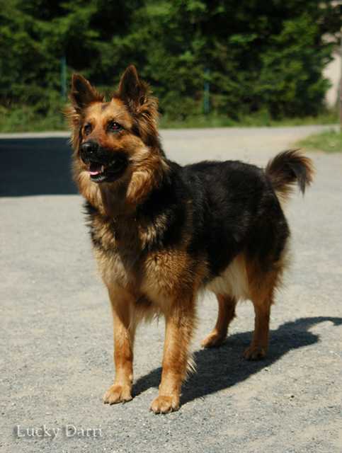 Dog Photo