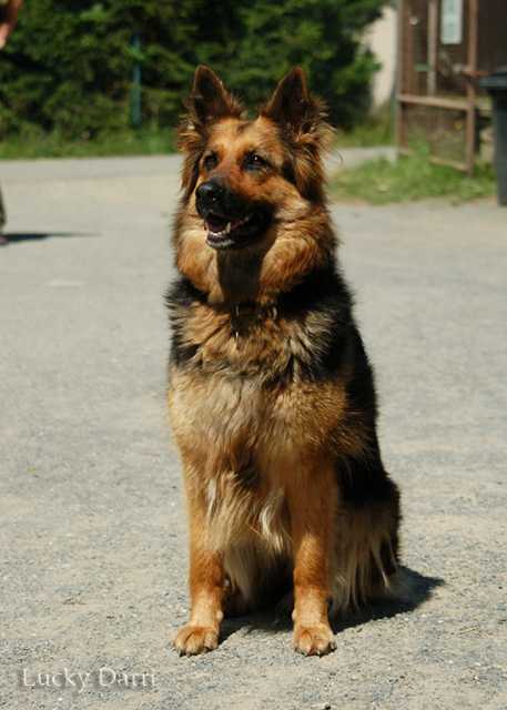Dog Photo