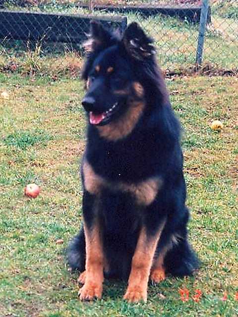 Dog Photo