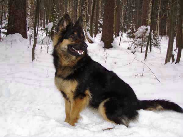 Dog Photo