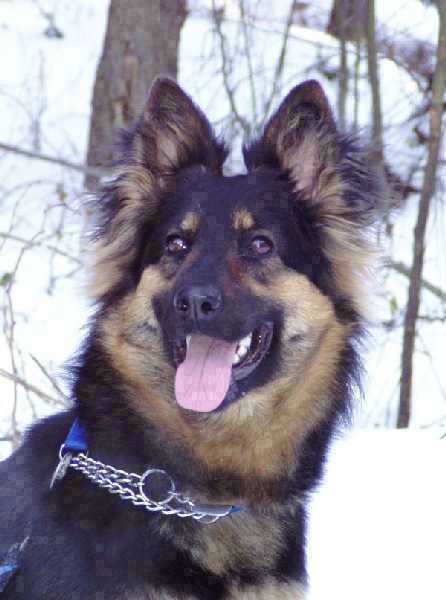 Dog Photo