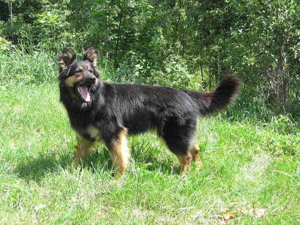 Dog Photo
