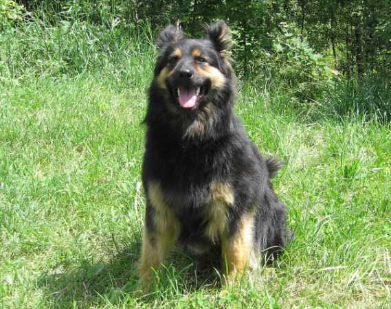 Dog Photo