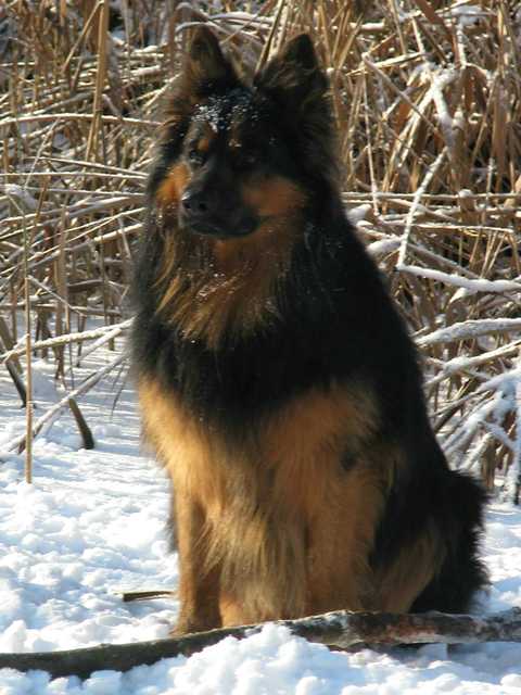 Dog Photo