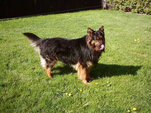 Dog Photo