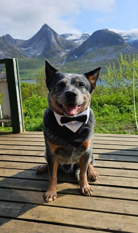 Dog Photo
