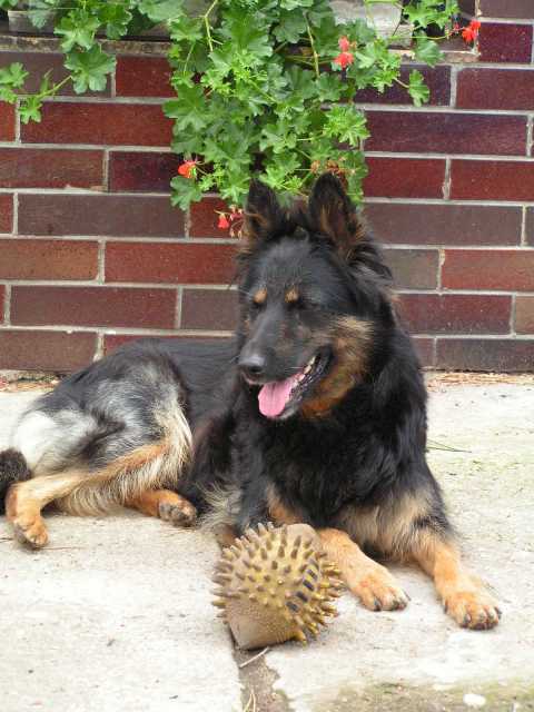 Dog Photo