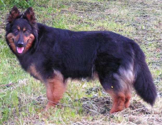 Dog Photo