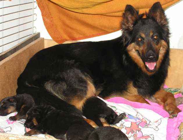Dog Photo