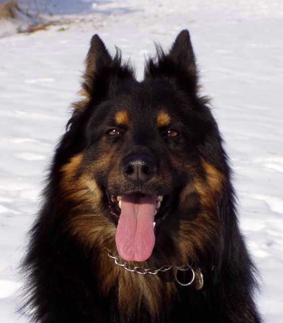 Dog Photo