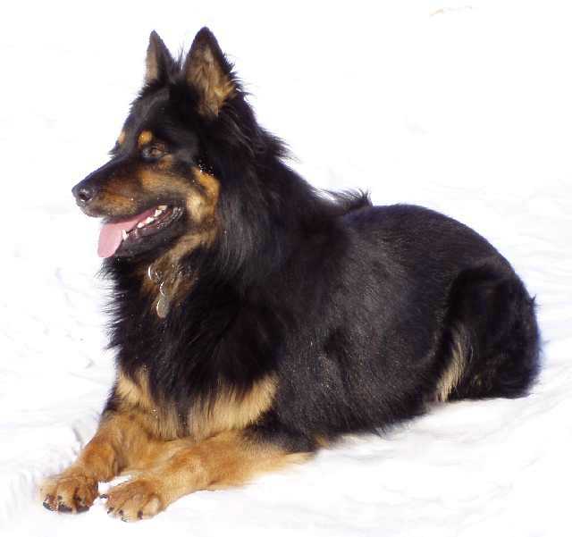 Dog Photo