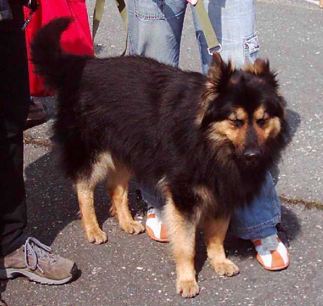 Dog Photo