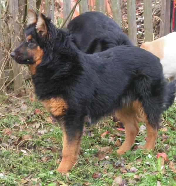Dog Photo