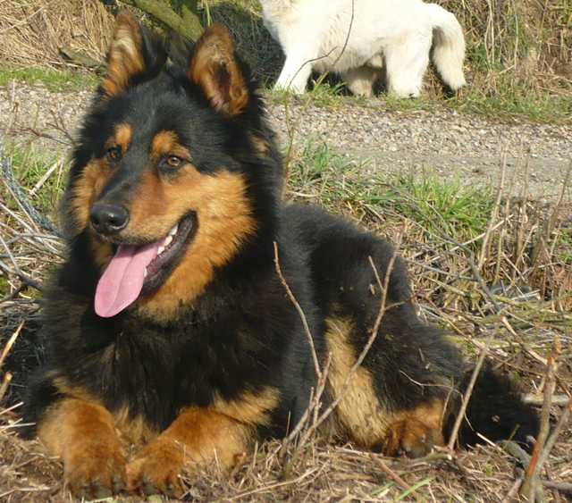 Dog Photo