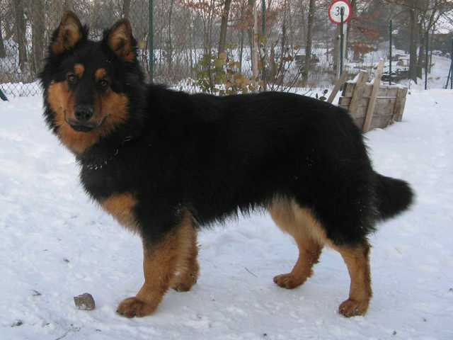 Dog Photo