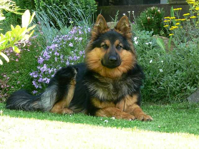 Dog Photo