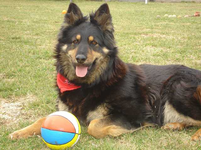 Dog Photo