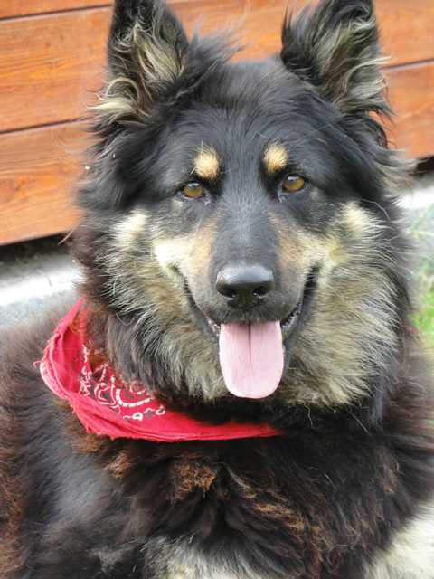 Dog Photo