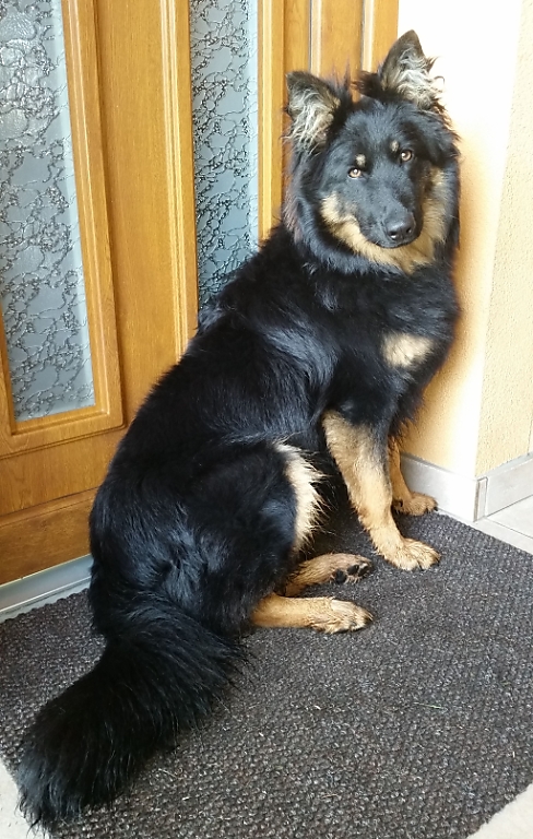 Dog Photo