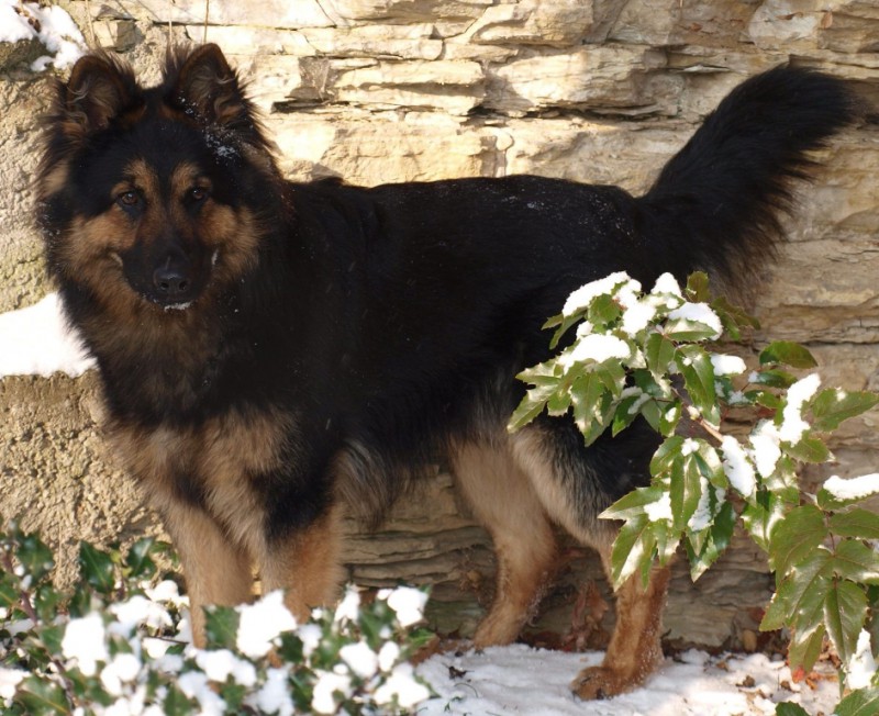Dog Photo