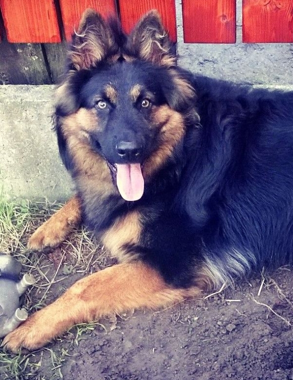 Dog Photo