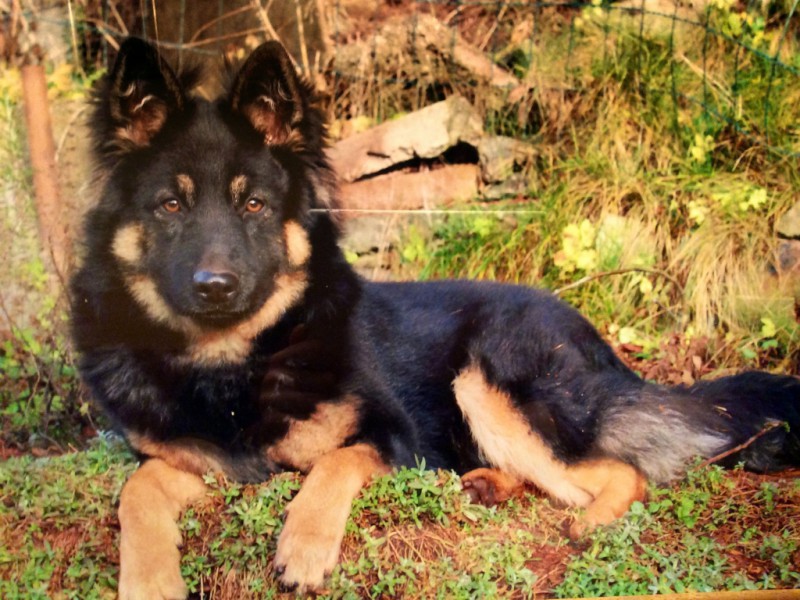 Dog Photo