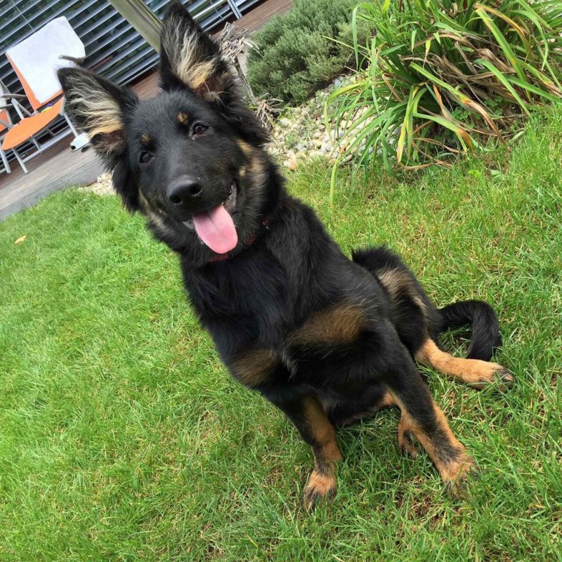 Dog Photo
