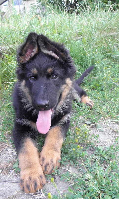 Dog Photo