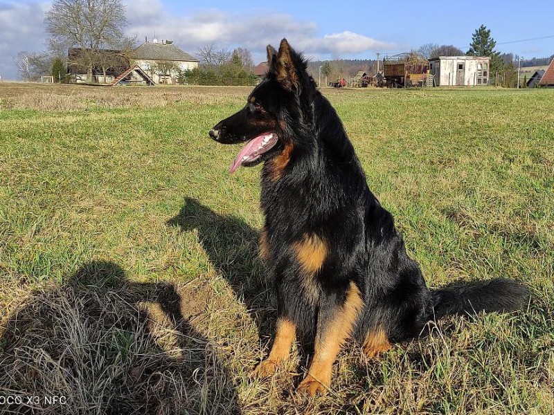 Dog Photo