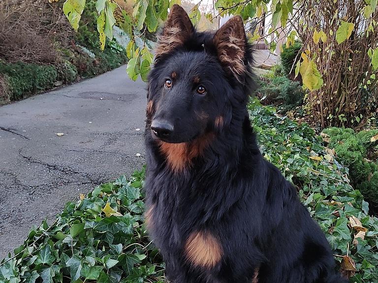 Dog Photo