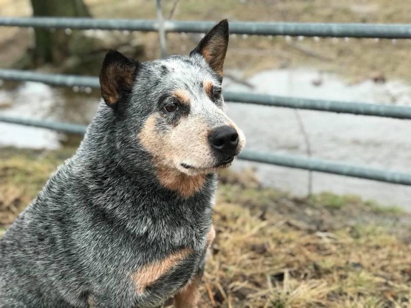 Dog Photo