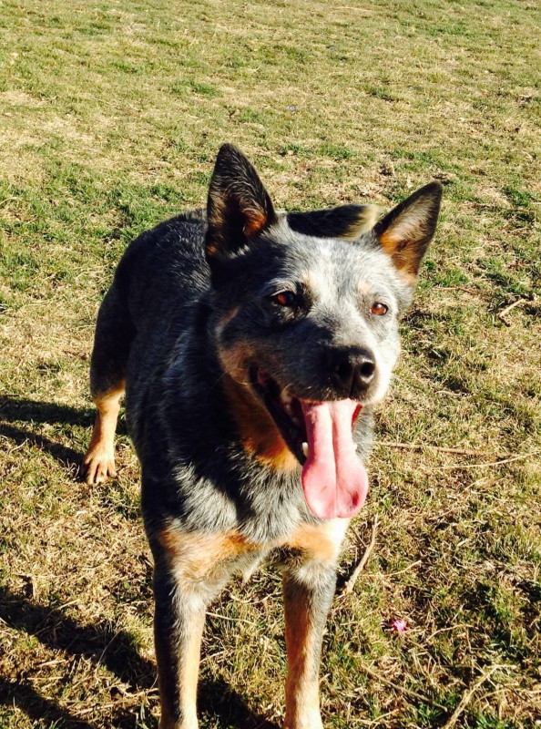 Dog Photo