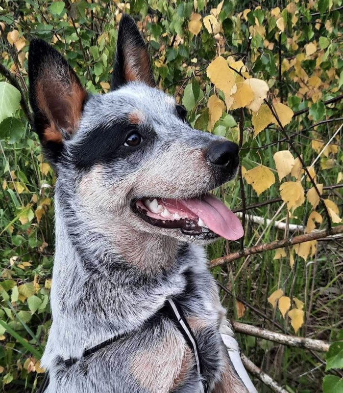 Dog Photo