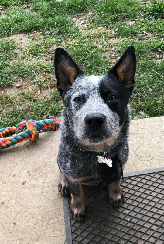 Dog Photo