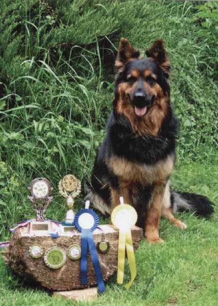 Dog Photo