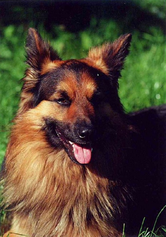 Dog Photo
