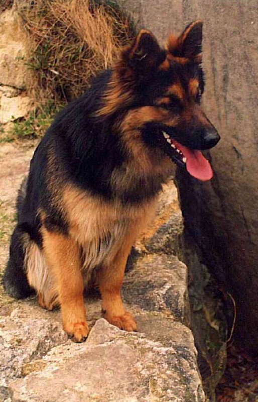 Dog Photo