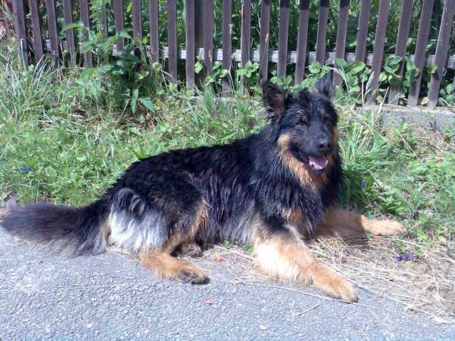 Dog Photo