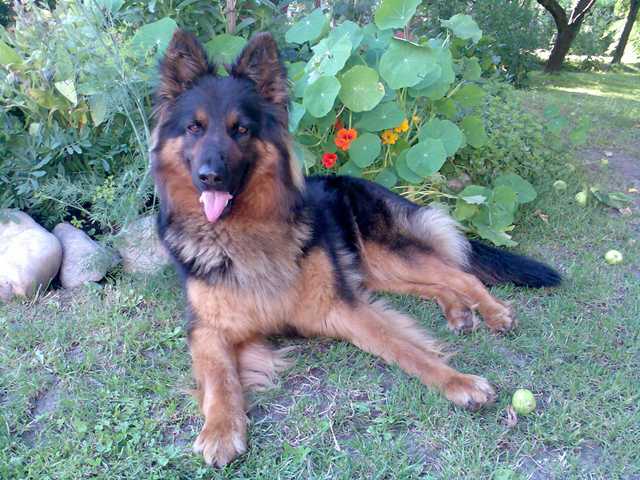 Dog Photo