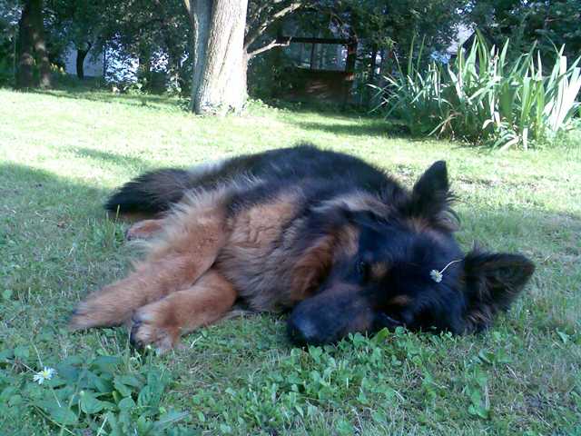 Dog Photo