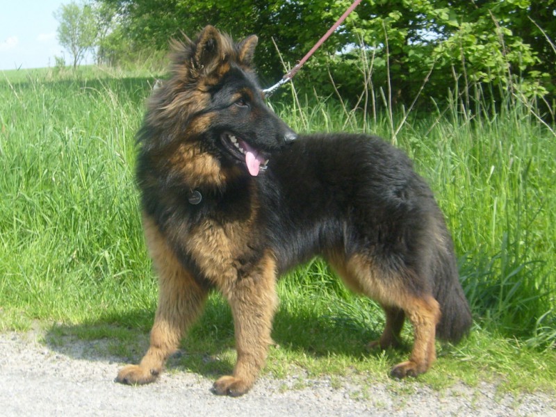 Dog Photo