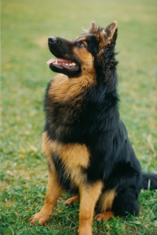 Dog Photo