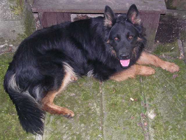Dog Photo