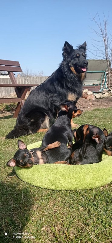 Dog Photo